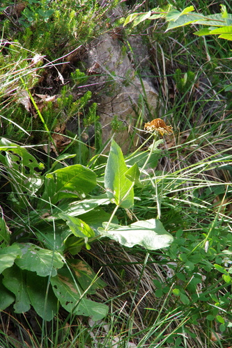 Buphthalmum speciosissimum, photograph 4