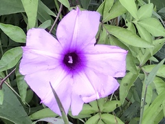 Ipomoea cairica