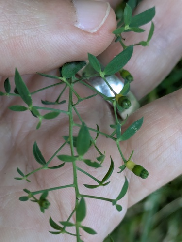 Bavarian bastard toadflax (Thesium bavarum)