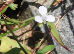 Murdannia nudiflora