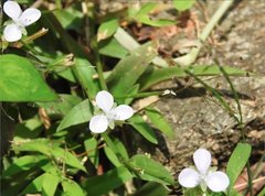 Murdannia nudiflora