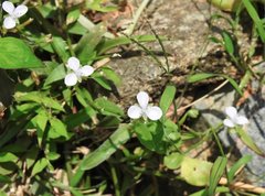 Murdannia nudiflora