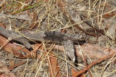 Glenoleon pulchellus