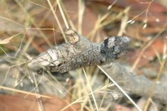 Glenoleon pulchellus