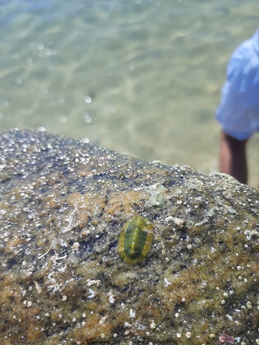 Rhyssoplax olivacea