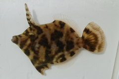 Matted Leatherjacket photo 4