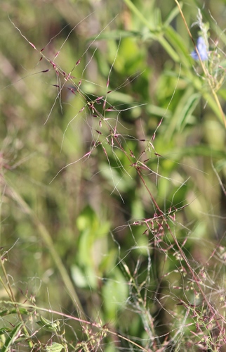 Nassella mucronata observed 2019-10-06