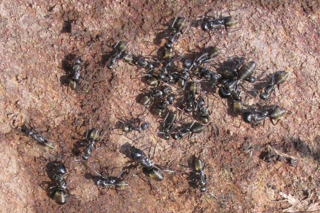 Camponotus aeneopilosus aeneopilosus