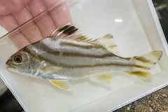 Jarbua Terapon photo 2
