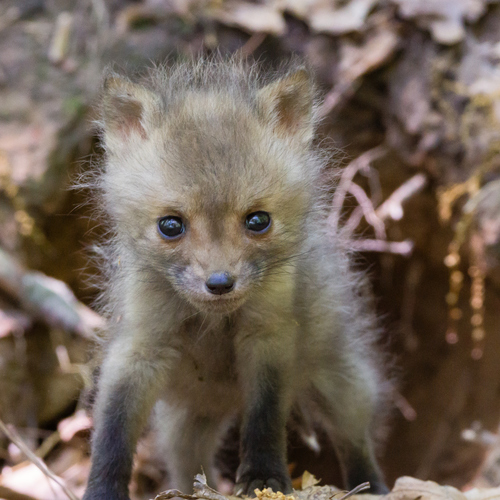 Red Fox photographed in Virginia