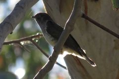 Chrysococcyx lucidus