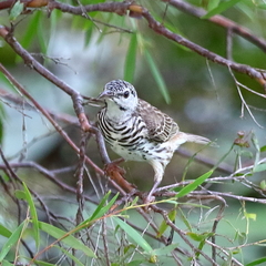 Ramsayornis fasciatus