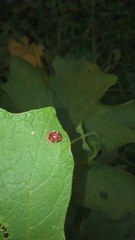 Coccinellidae