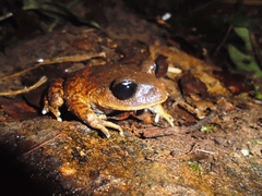 Leptobrachium