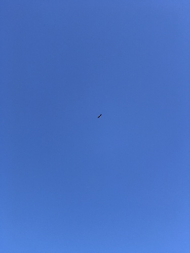 Bald Eagle photographed in Mississippi