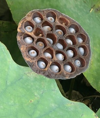 Nelumbo nucifera