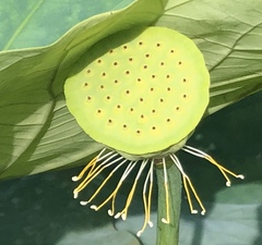 Nelumbo nucifera