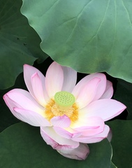 Nelumbo nucifera