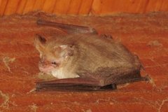 Nyctophilus geoffroyi