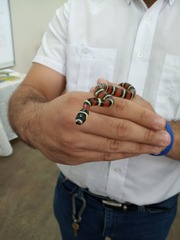 Lampropeltis abnorma