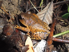 Leptobrachium