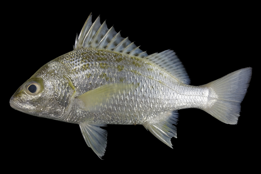 Javelin Grunter