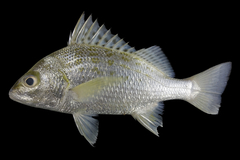Javelin Grunter photo 1