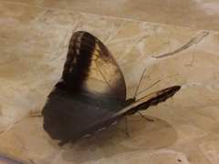 Caligo telamonius memnon