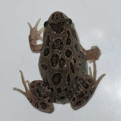 Barking Frog photo 1