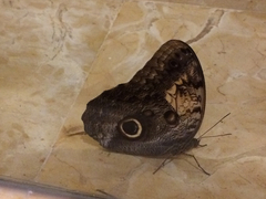 Caligo telamonius memnon