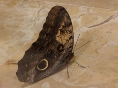 Caligo telamonius memnon