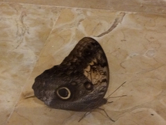 Caligo telamonius memnon