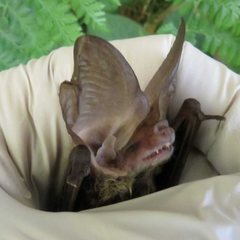 Nyctophilus geoffroyi