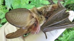 Nyctophilus geoffroyi