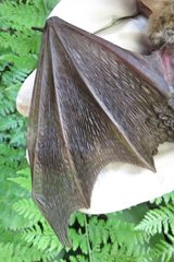 Nyctophilus geoffroyi