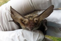Nyctophilus geoffroyi