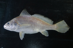 Sharp-Toothed Hammer Croaker photo 2