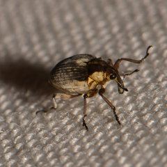 Phytobius leucogaster