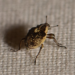 Phytobius leucogaster