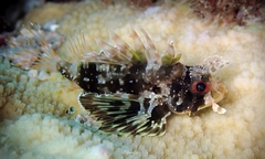 Dendrochirus barberi