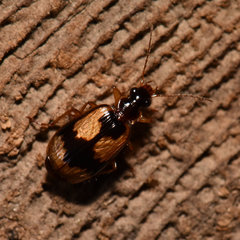 Lebia fuscata