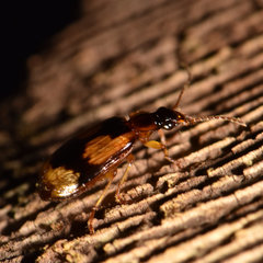 Lebia fuscata