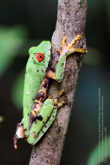 Agalychnis taylori