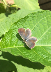 Pseudozizeeria maha