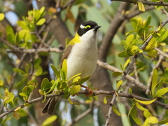 Melithreptus gularis laetior
