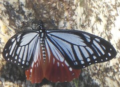 Papilio agestor