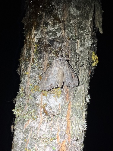 Purple Arches Moth photo 4