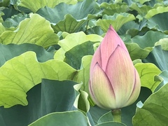 Nelumbo nucifera