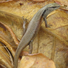 Closed-Litter Rainbow-Skink photo 2