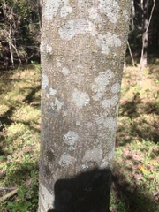 Gleditsia triacanthos inermis